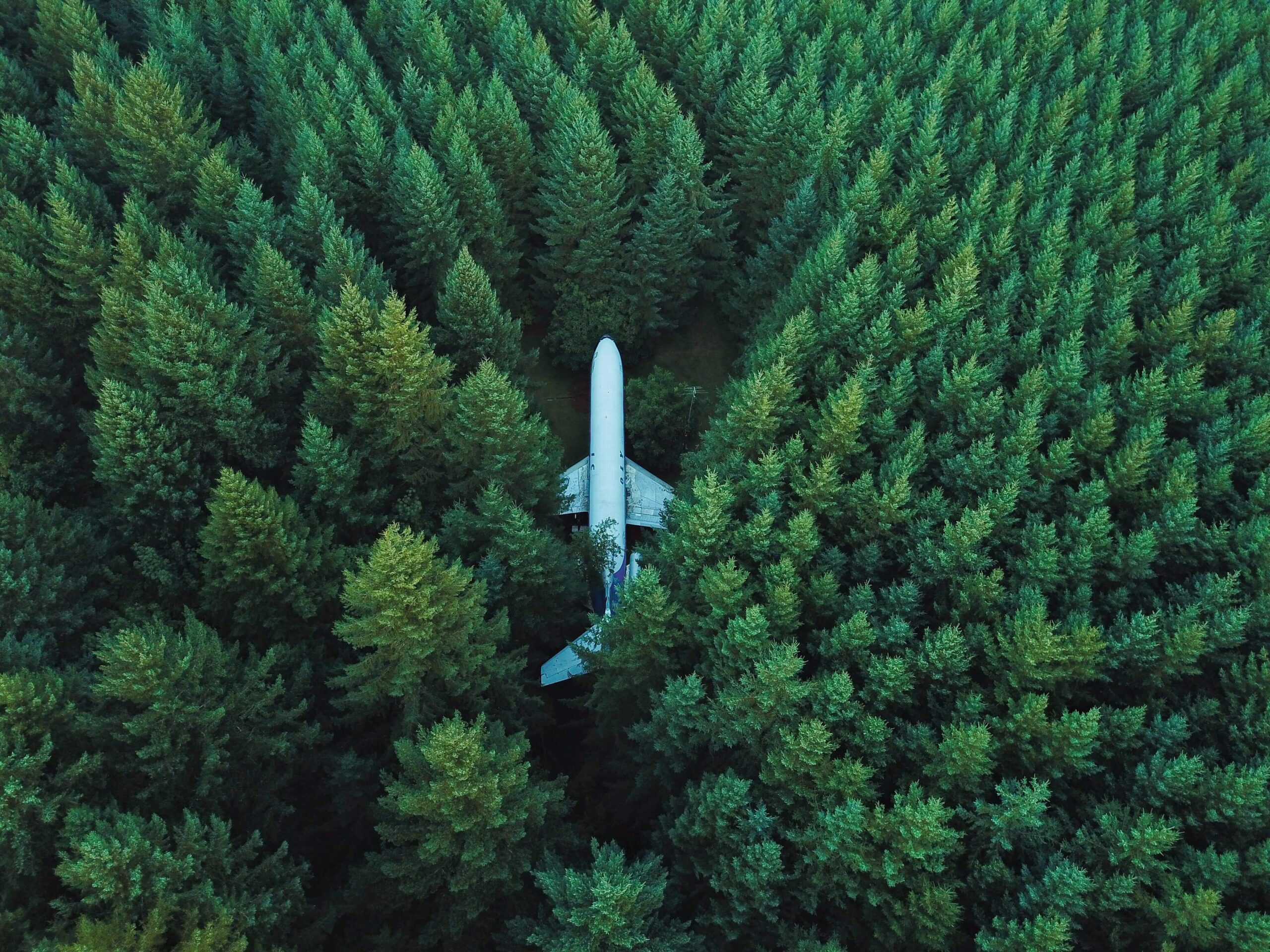 An airplane in a forest